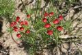 Euphorbia cyparissias